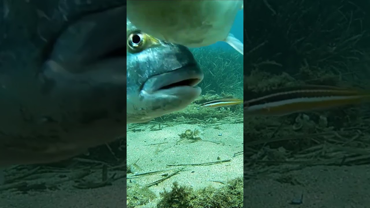 Doradas comiendo.#surfcasting #dorada #pesca