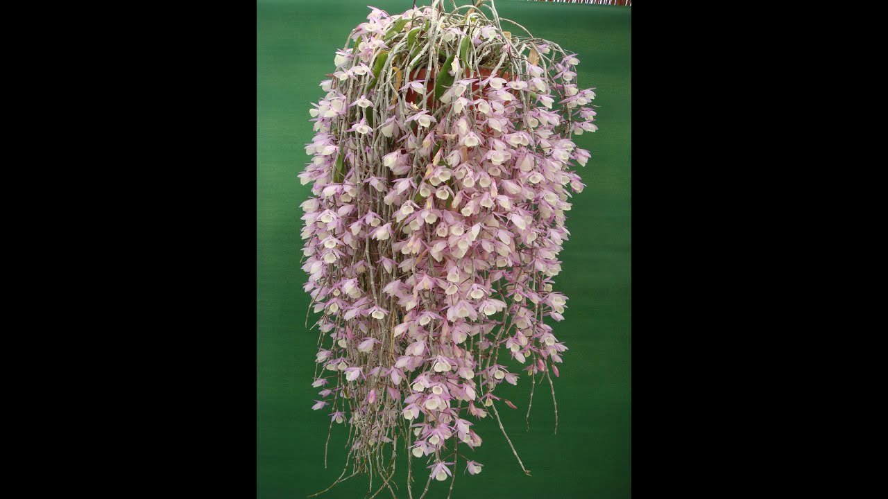 Prossimi eventi webinar e mostre di orchidee, i primi Dendrobium pierardii iniziano le gemme a fiore