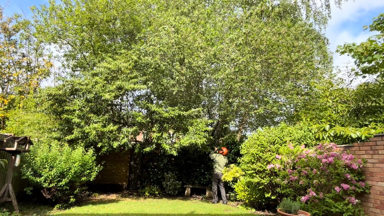 Homeowners Property was becoming Overgrown by Trees(that she was told belong to the crown!)🤔