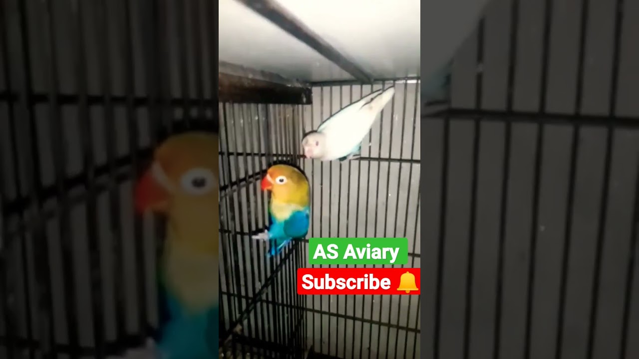 parblue opline|Albino red eyes|love birds|breeding season|2022|2023