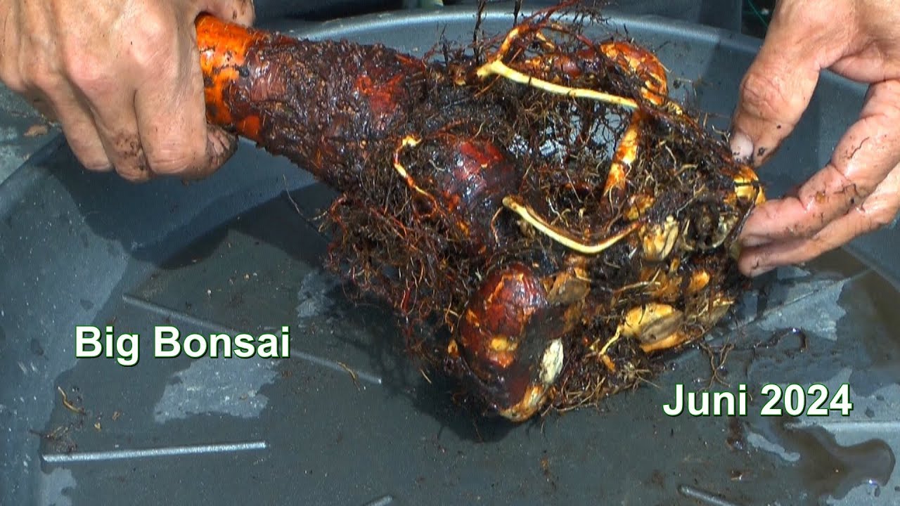 Wie entsteht ein Bonsai Big Bonsai Birke Betula aus der Wildnis