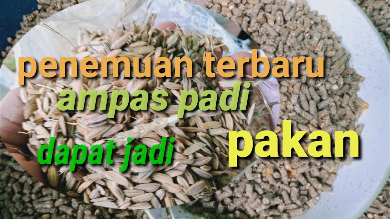 cuman 40rb dapat pakan jadi 20kg