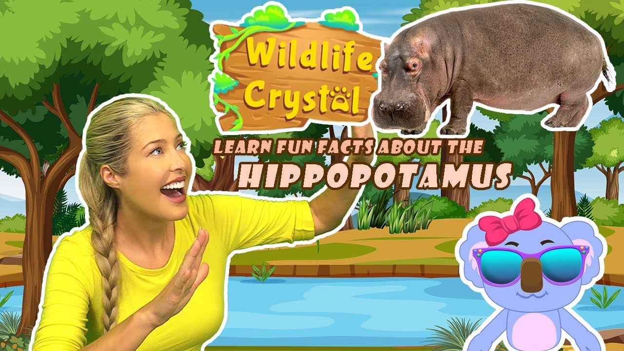 Hippopotamus Facts