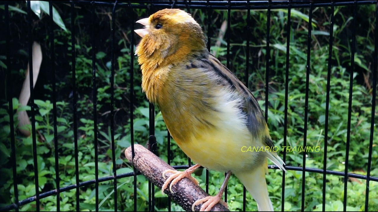 Canto Para Canário Belga com Estímulo Sonoro - canario belga vai cantar muito