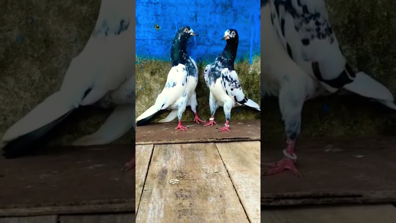 Importowany pluszowy gołąb 🕊️ | Rzadki gołąb piękności | Najdroższy pluszowy gołąb