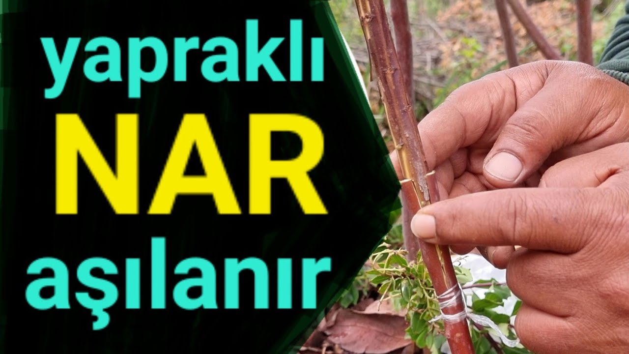 yapraklı NAR nasıl aşılanır. nar aşısı ne zaman yapılır. #tropikaltopraktv grafting