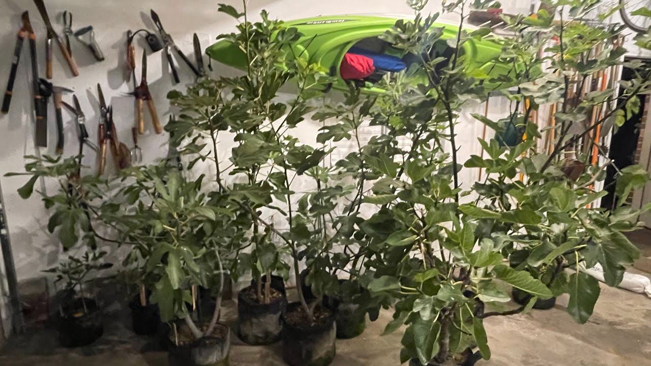 Fall Preparations For Potted Fig Trees 