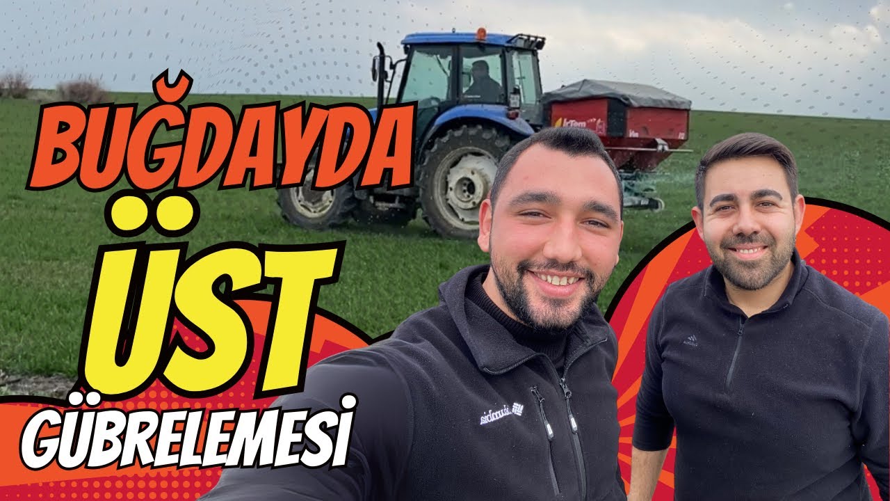 ALBUFERA BUĞDAYINDA ÜST GÜBRELEME VE EKİM DERİNLİĞİ FARKI 🌾