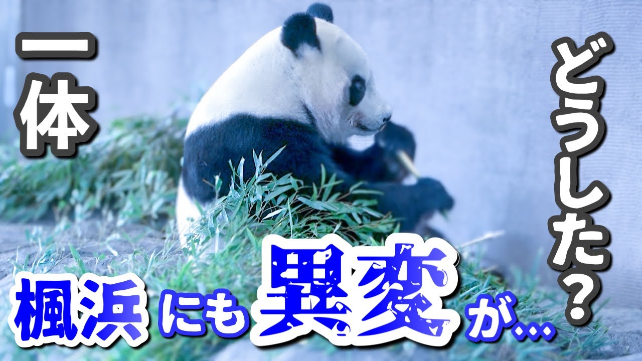 【パンダアイドル楓浜】ついにファンサービスを拒否❗️背中を向け続けた30分間🐼ピコン姉妹どうなる💦