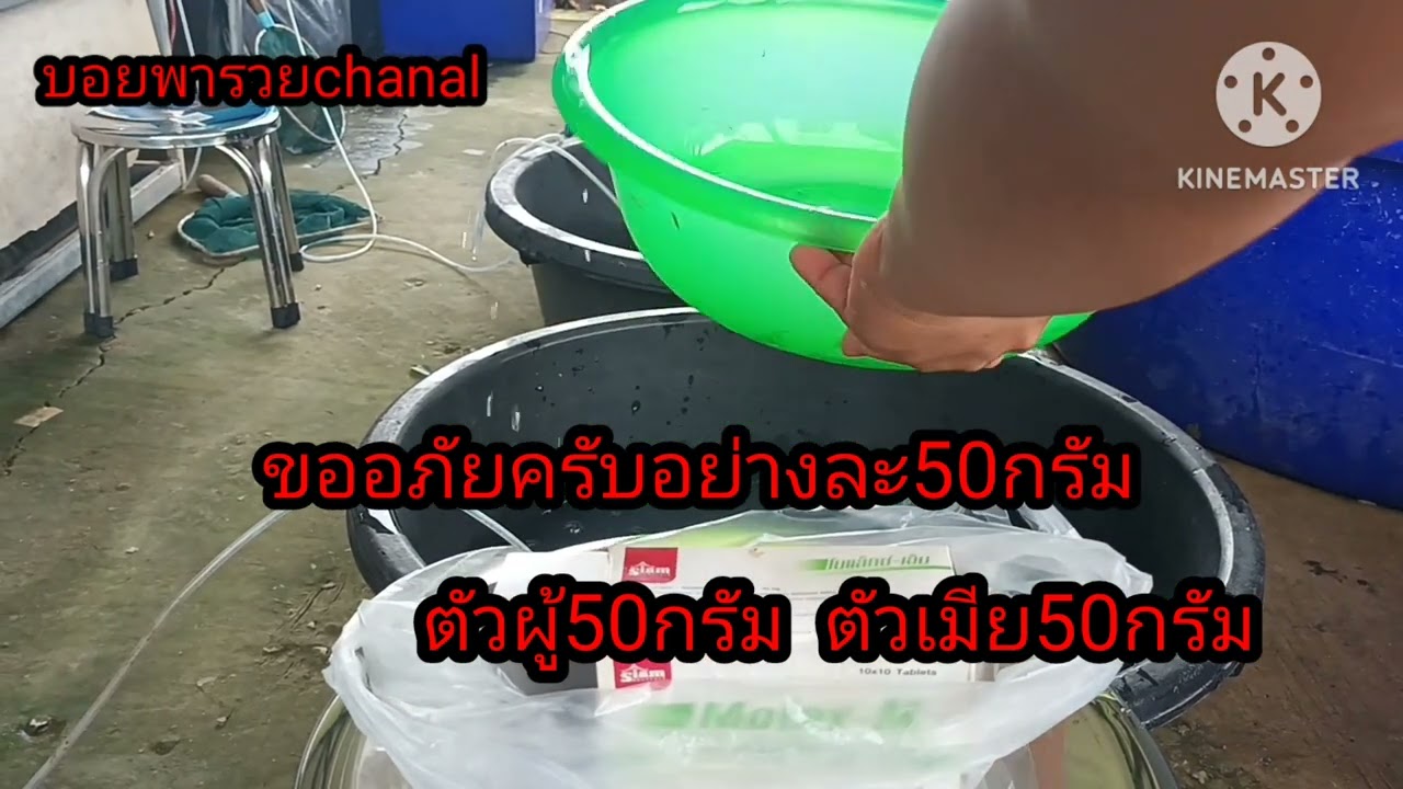 วิธีการเพราะพันธุ์กุ้งฝอย