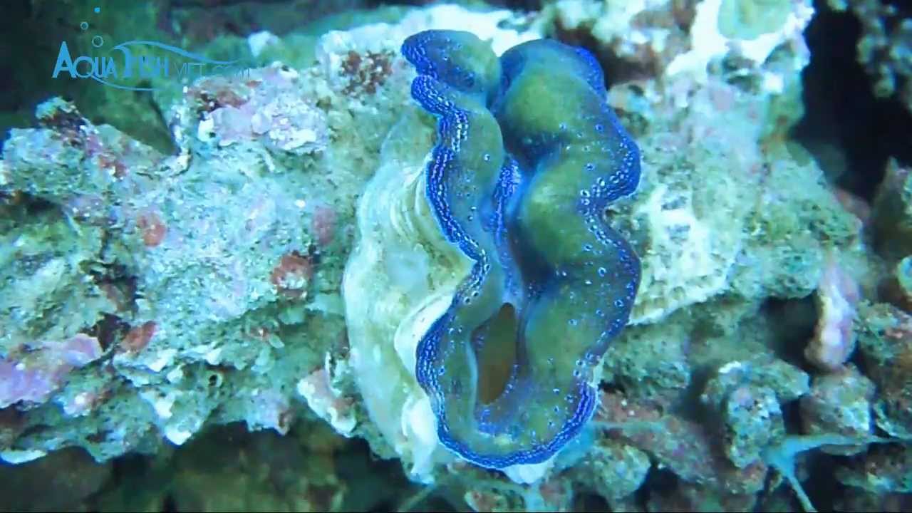 Moss Crocea Clam (Tridacna Crocea) || AquaFishViet.com