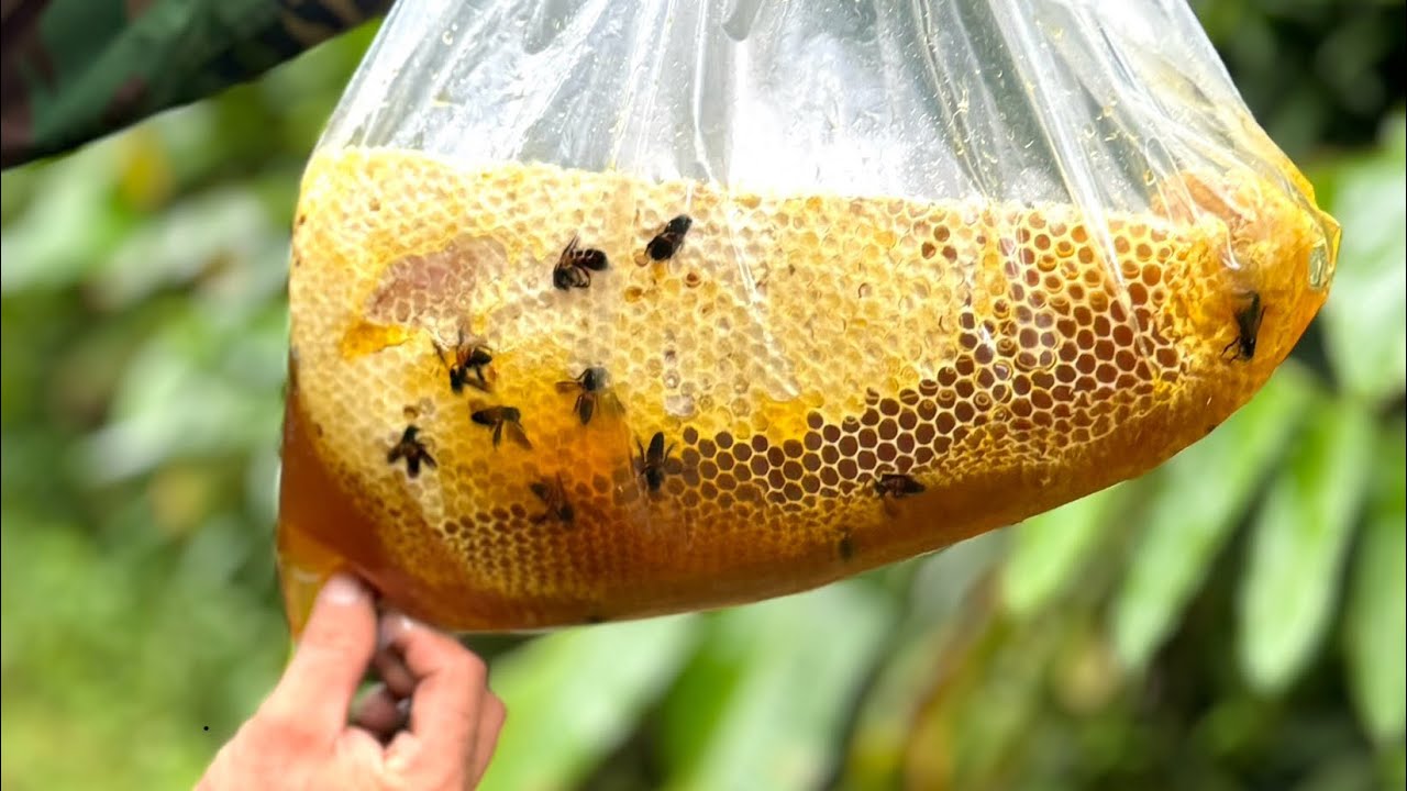 Bắt Gần Mười Tổ Ong khoái Vụ Đông Trong Một Ngày  Mật Đặc vàng Óng  | Ong Rừng Đông Bắc