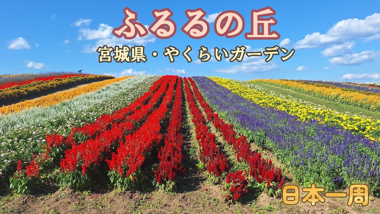 【日本一周】虹色の花畑が最高すぎた🌈それに宮城のグルメやこけしも楽しんできたべ！『宮城県・登米市・大崎市・加美町』
