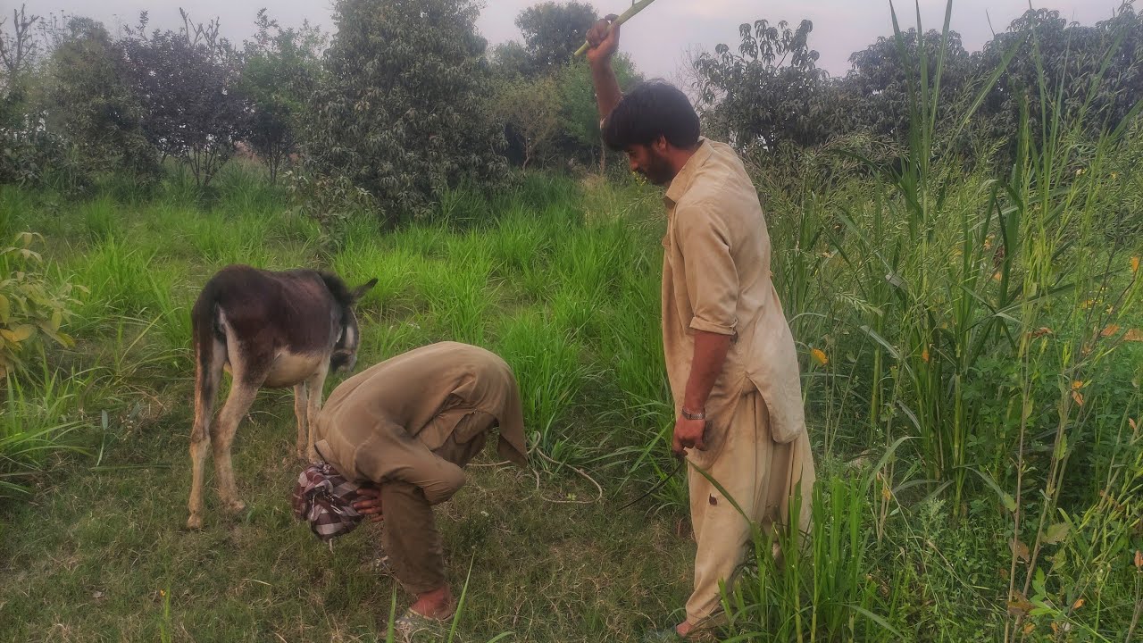 Donkey 🐴🐴 New Video #viralvideo #funnyanimal #trendingvideo #funnydonkey #donkeykong #donkey ♥️♥️♥️