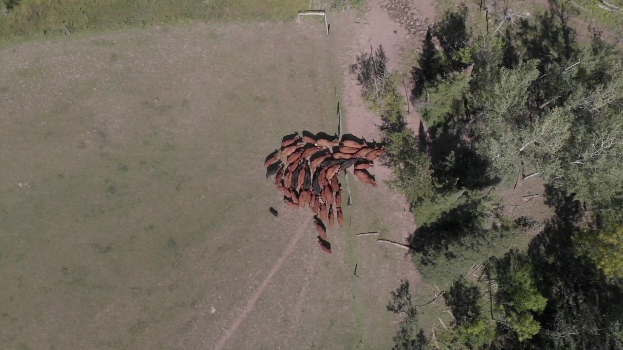 drone video of Australian Shepherd working cattle