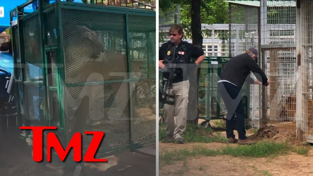 Jeff Lowe Says Feds Seizing Animals at His Zoo, Video of Big Cat Being Hauled Away | TMZ