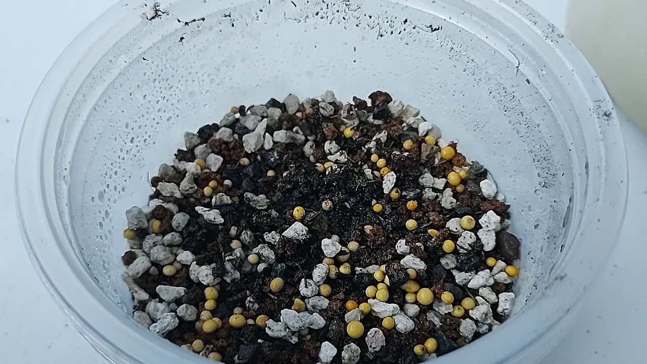 Germinando Cactus, Astrophytum, Ariocarpus, Lophophoras y más. Parte 1