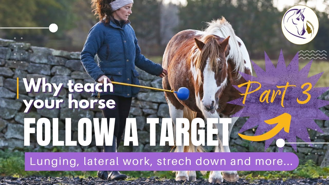 P3 Why teach your horse to FOLLOW a target?? Lunging, lateral work, stretch down and more...