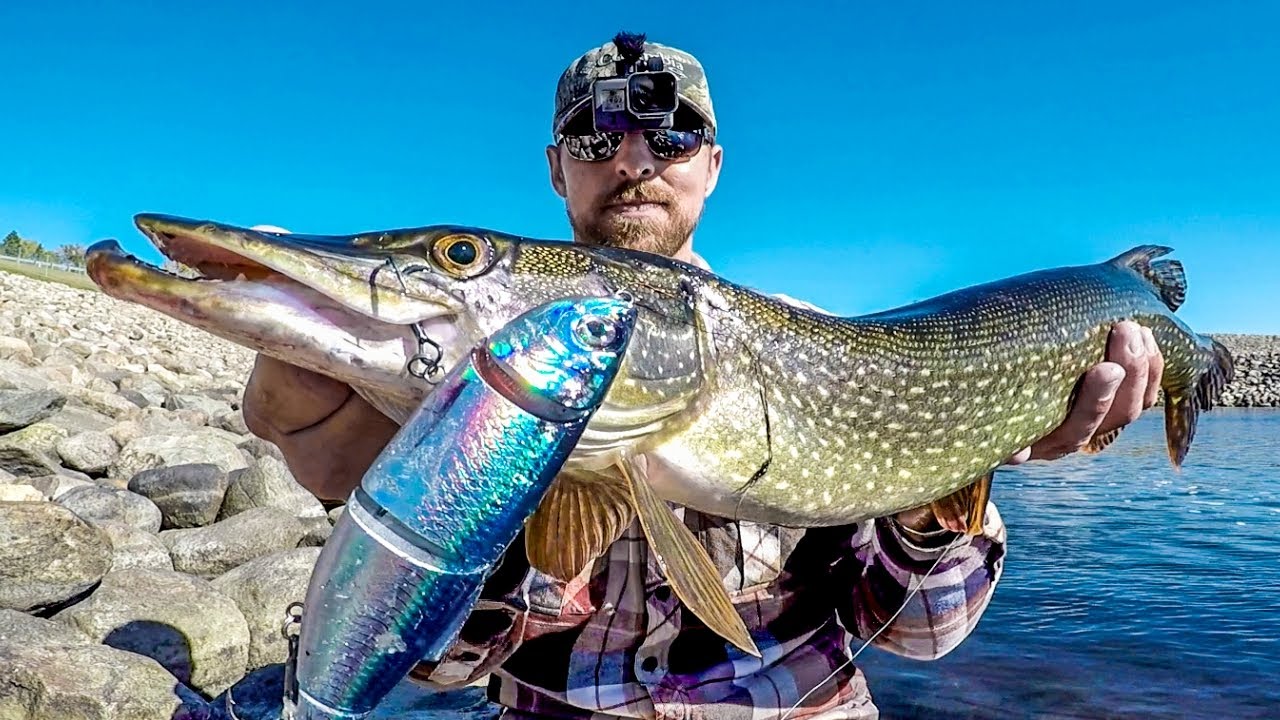 Fishing For Spillway Predators!