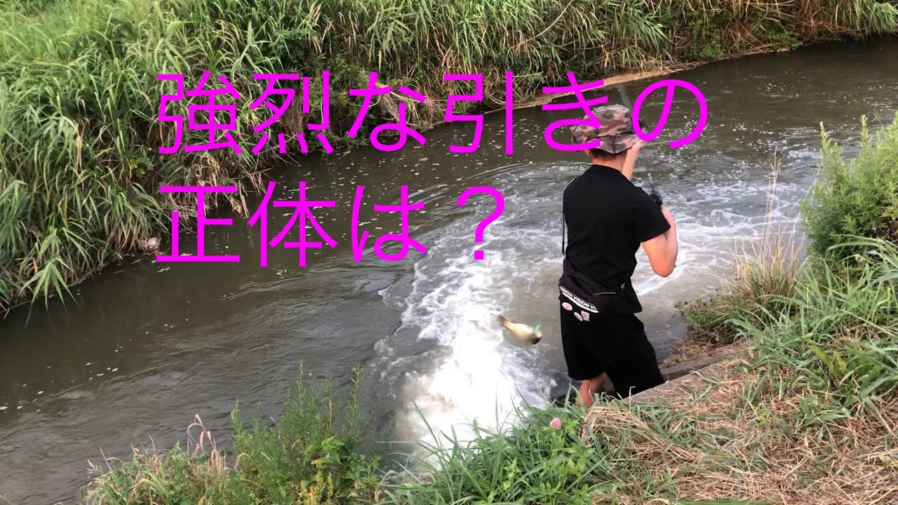 埼玉バス釣りポイント　越谷市　【新方川】