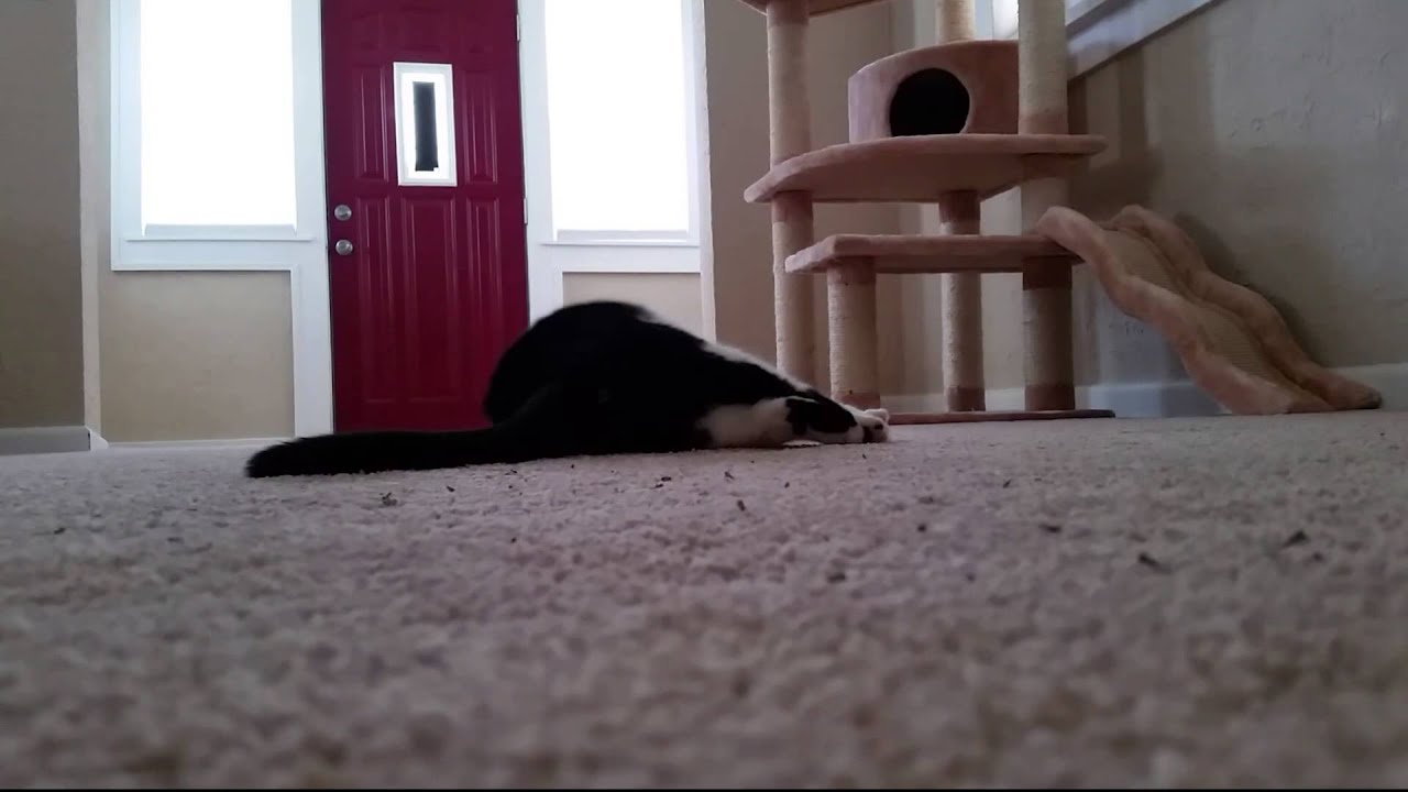 Nala the Ninja