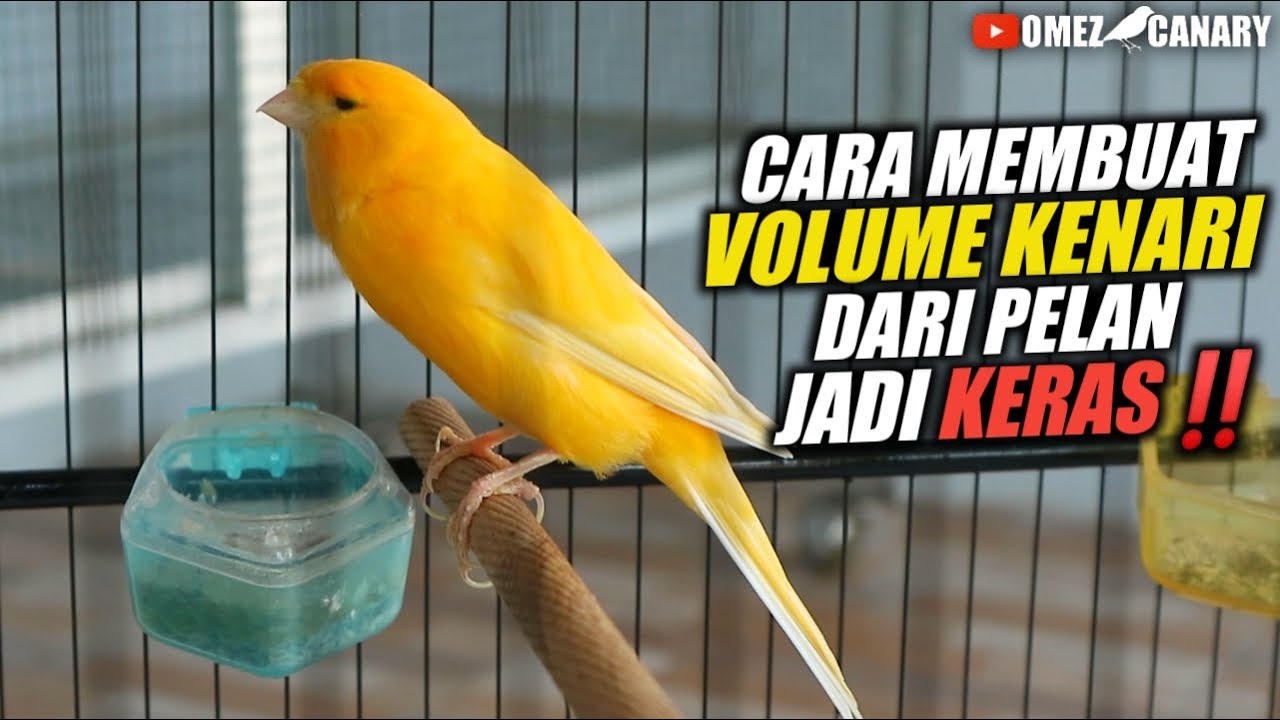 CARA AGAR VOLUME KENARI LEBIH KERAS & NGOTOT
