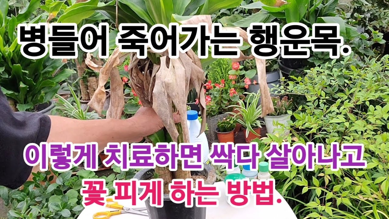 누가 몰래 쓰레기장에 버린, 병들어 죽어가는 '행운목' 제대로 되살리는 방법