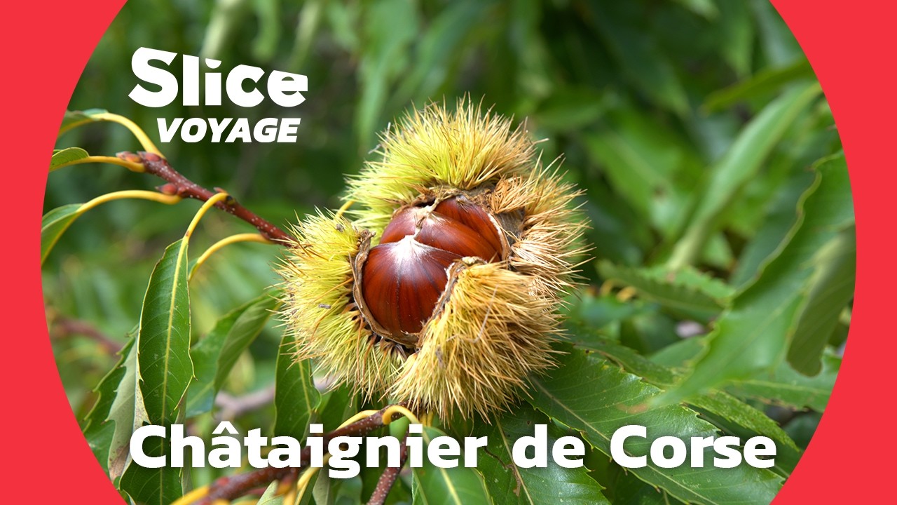 Corse : Châtaignier, l'Arbre nourrisseur de l'île I SLICE VOYAGE