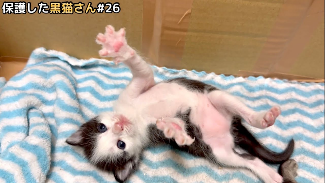 起き上がれそうで起き上がれない子猫があたふたして…