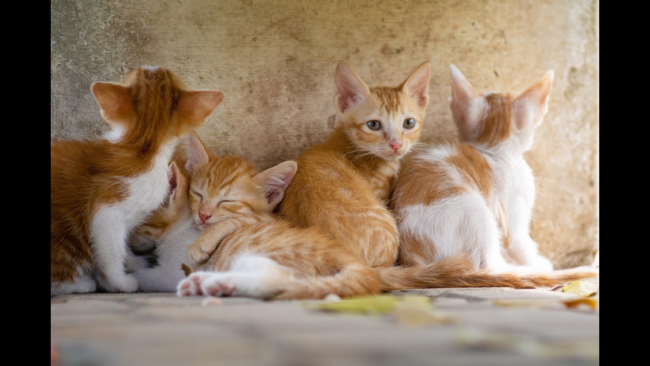 小猫咪的声音 The voice of a kitten