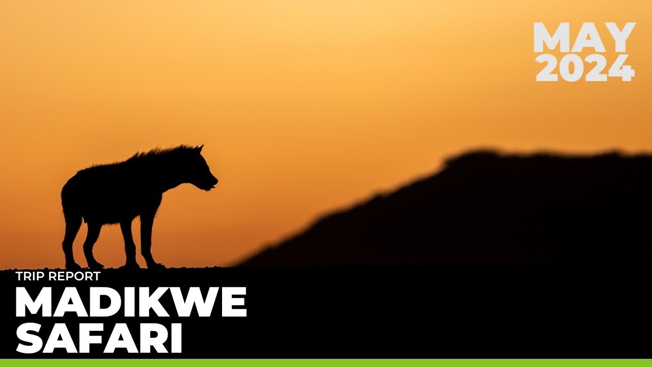 Madikwe Safari May 2024 | TRIP REPORT