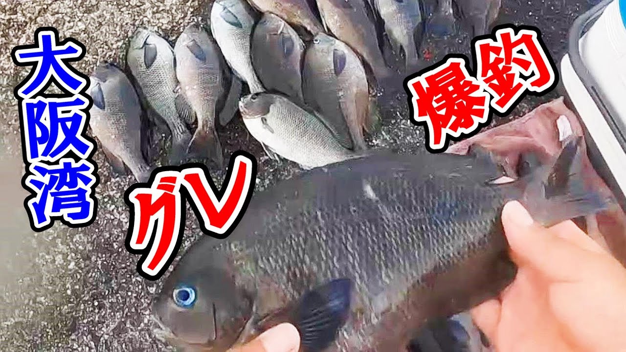 【新企画】ご視聴者さんとふかせ釣りに行ったら爆釣でした！初心者でも楽しめる、大阪湾のグレ釣り！岸和田一文字、沖の北。