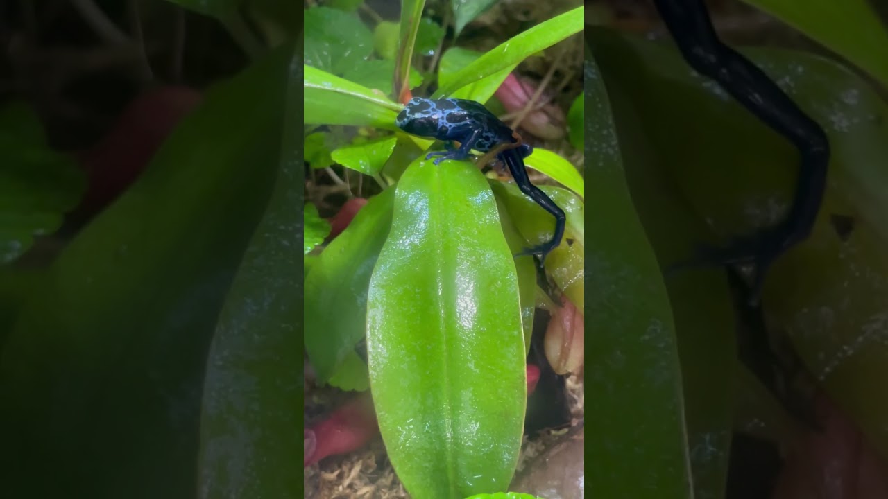 #dartfrog