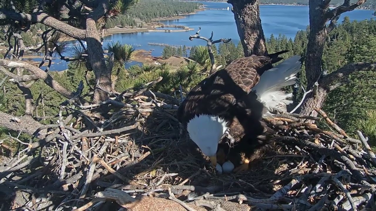 Jackie, Shadow and their treasures 11.03.2026 @FOBBVCAM