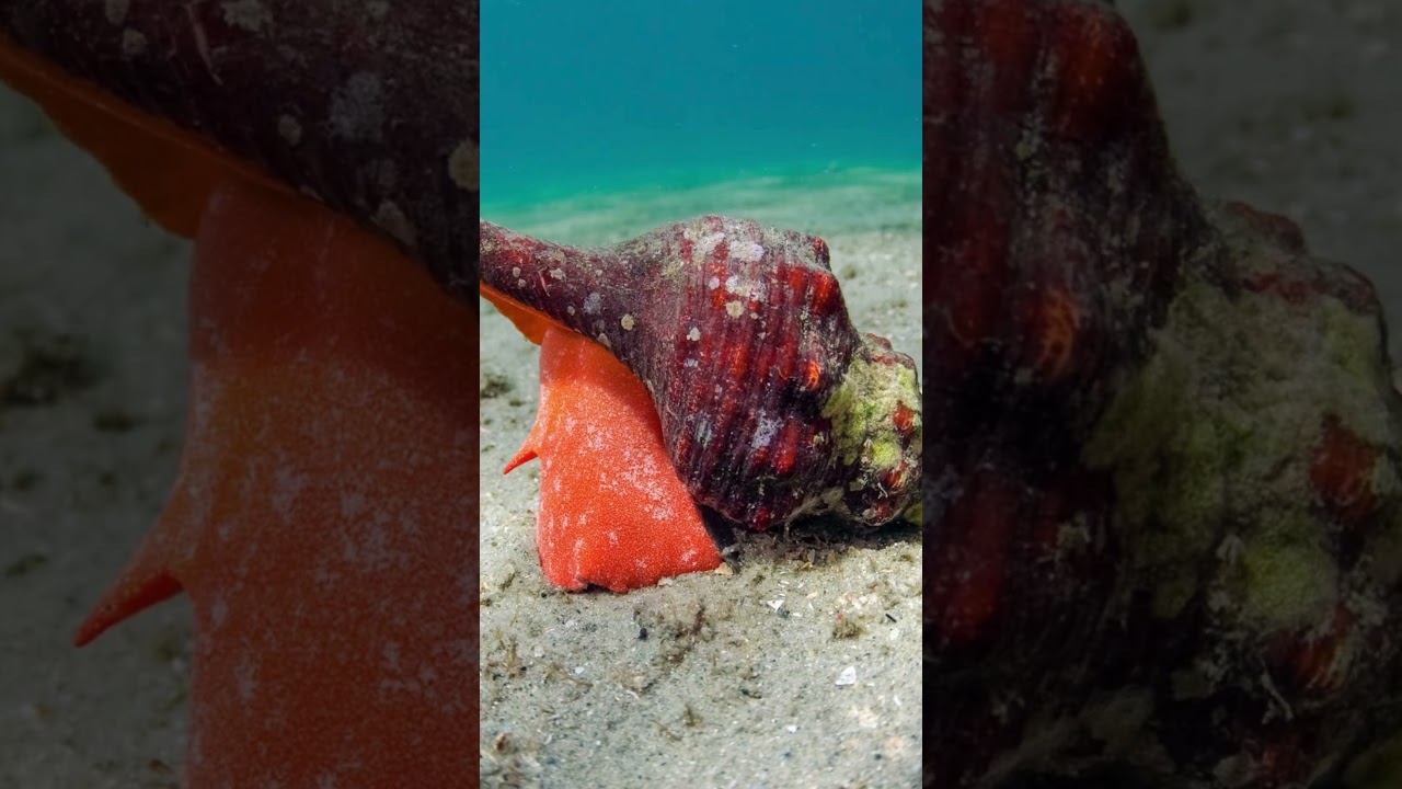 🐌 Discover Earth's Top 5 Largest Snails! Meet the Mighty Giants of the Gastropod World!