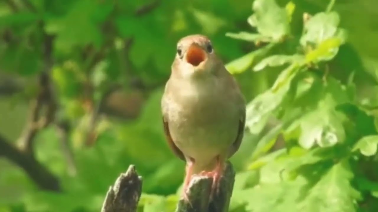 🎵 СОЛОВЬИНАЯ РОЩА 🎵 .   Соловьиные трели - музыка для души.
