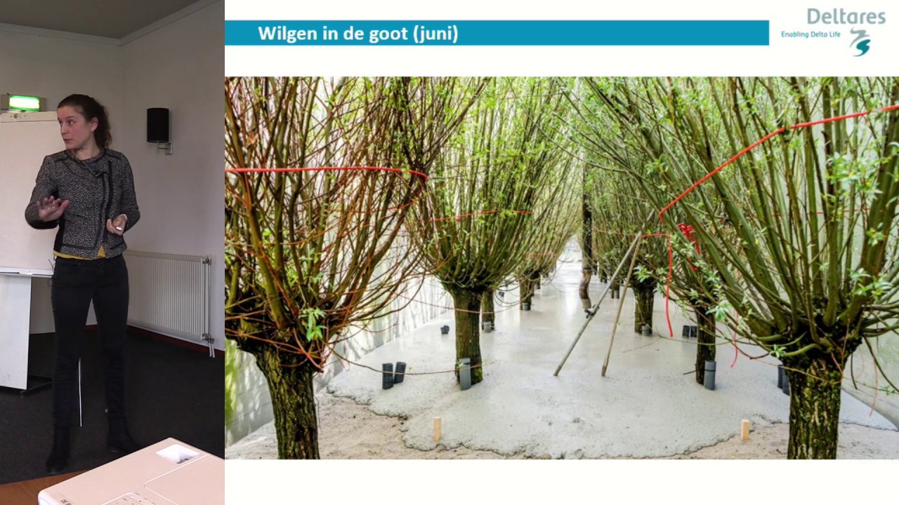 Bregje van Wesenbeeck | Deltares | Meten aan Vegetatie 'Wood vs waves'