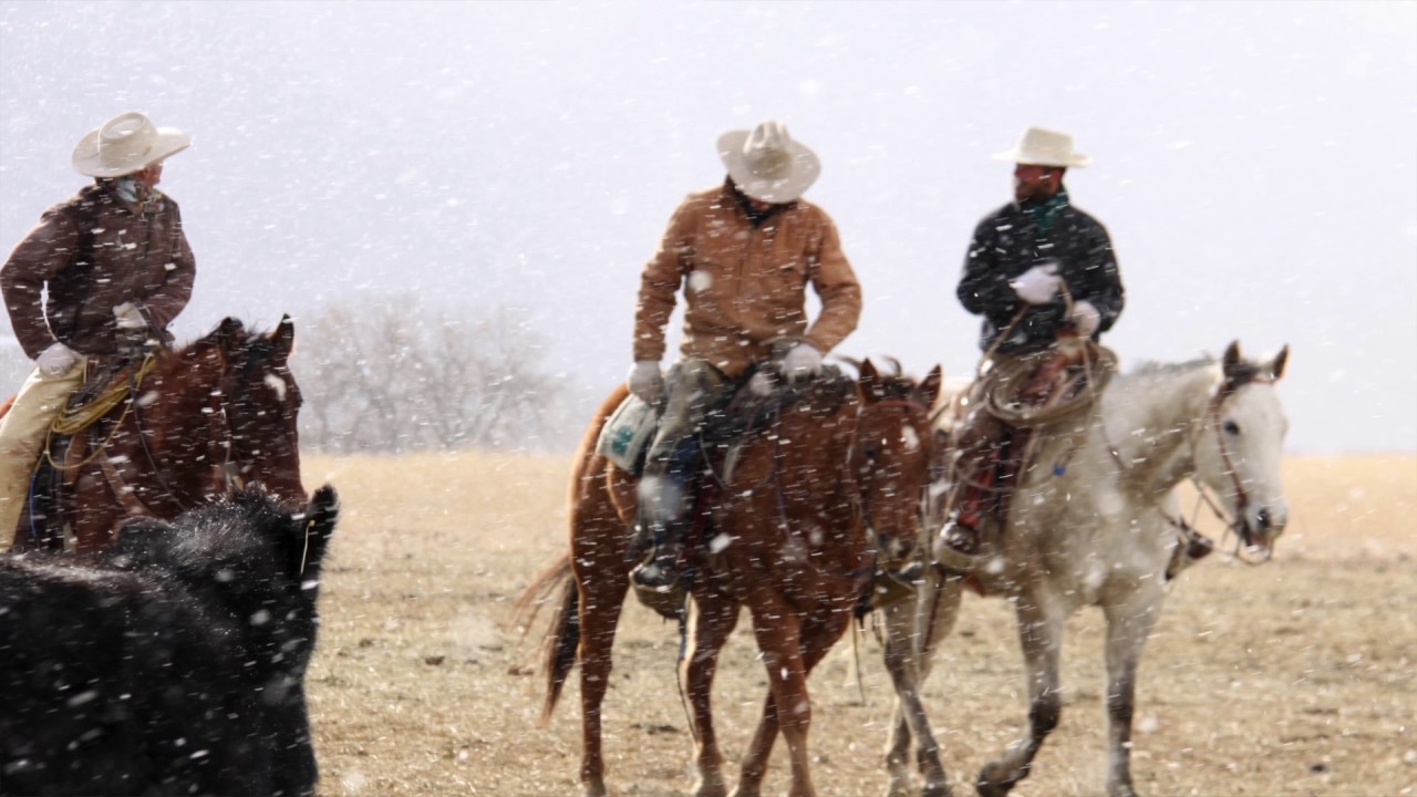 2016 Zoetis AQHA Best Remuda Award Winner: Bartlett Ranch