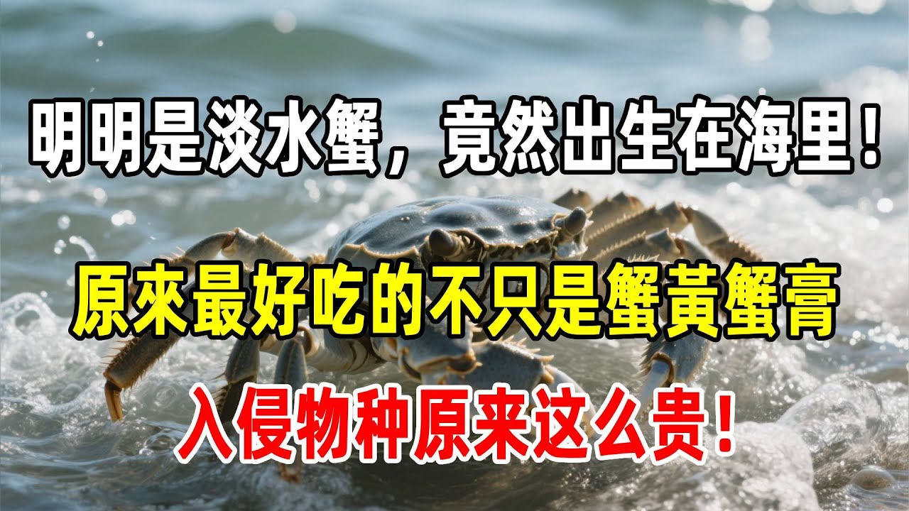 入侵物種大閘蟹爲什麽這麽貴？最好吃的原來不只是蟹黃蟹膏！淡水蟹卻出生在海里？#動物 #生物 #螃蟹 #大閘蟹 #美食 #科普 #知識