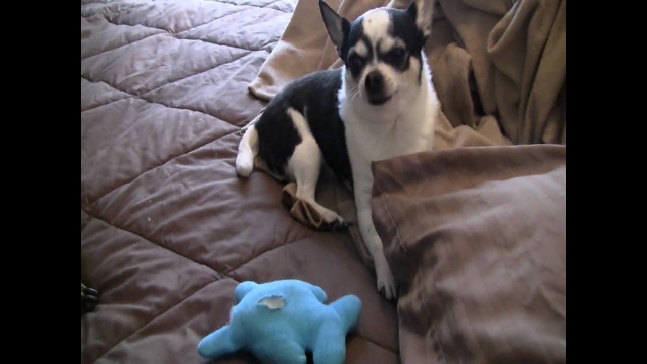 Chihuahua Bullies Doberman
