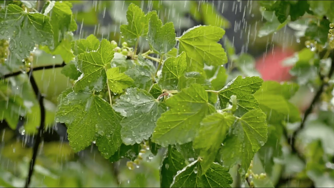 10 Hours | Heavy Rain Falling on Trees | Rainstorm Sounds | Relax, Sleep, Meditate