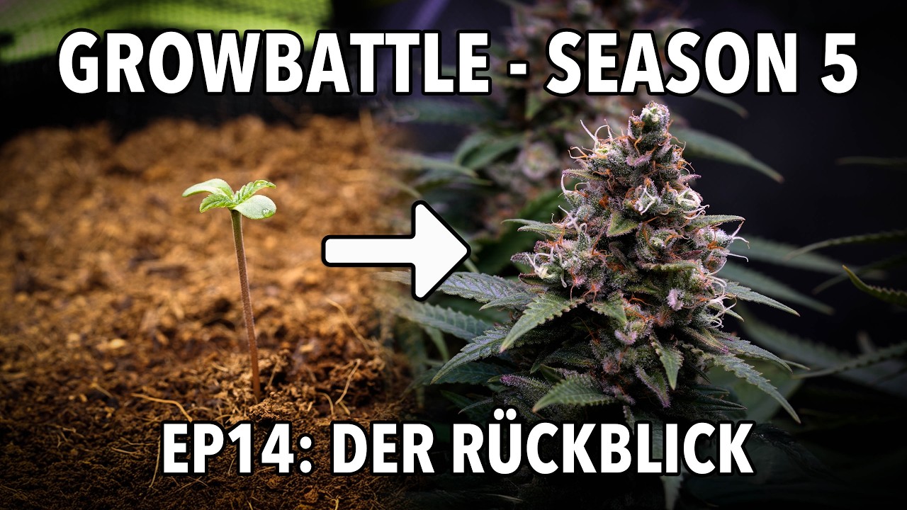 GROWBATTLE 5 💥 BASE vs  BOOST 🥦 EP14 DER R&Uuml;CKBLICK 🌱 2x Wifi OG Haze 💪🏻 by Vivosun