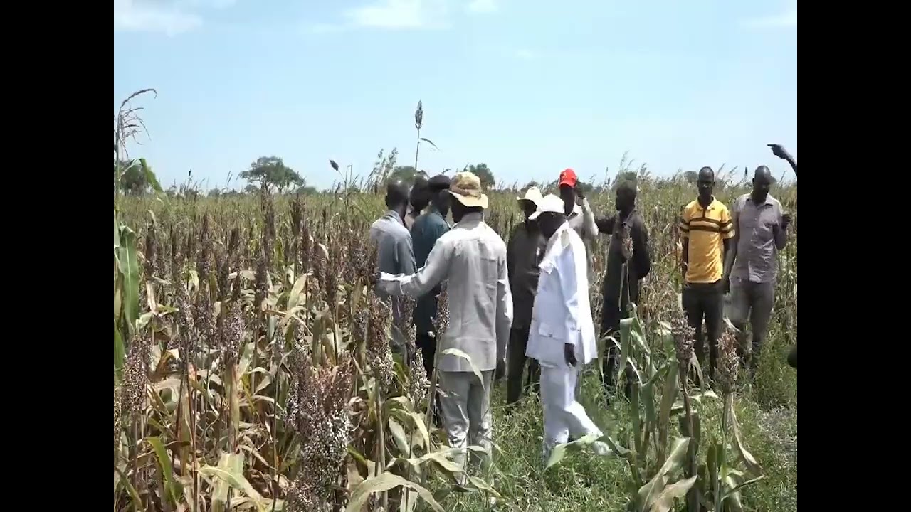 FARMERS IN MELUT COUNTY SUFFER LOSES AS BIRDS DAMAGED MOST OF AGRICULTURAL FARMS