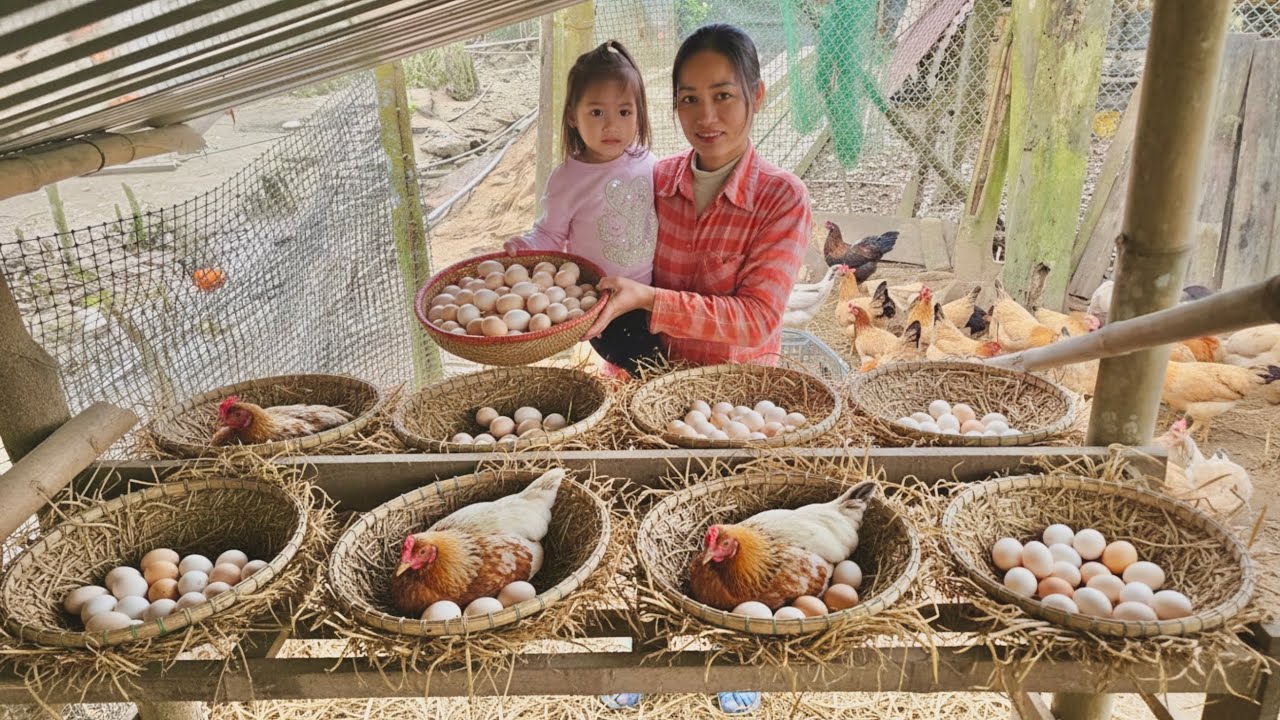 Harvesting many chicken eggs from the nests at the farm - taking them to the market to sell