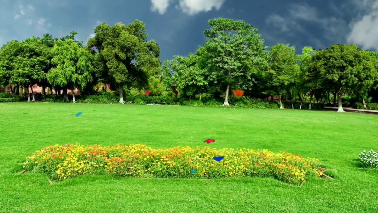 Beautiful nature green screen