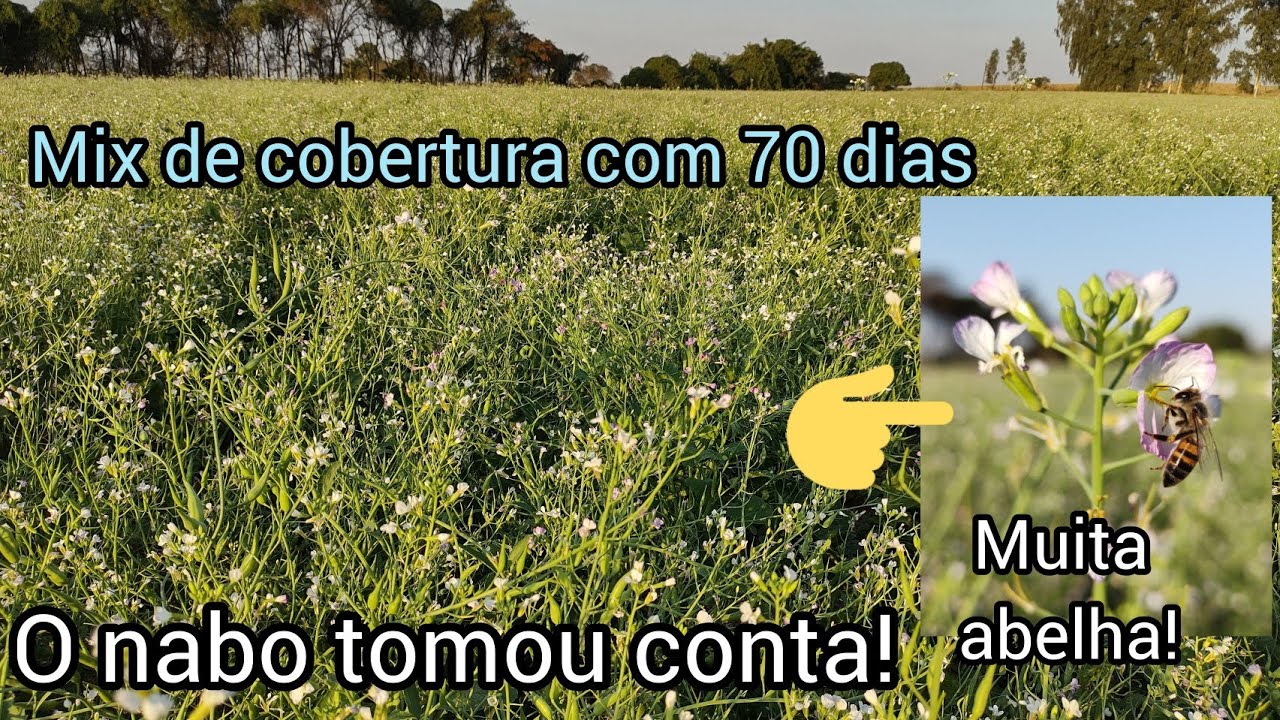 Mix de cobertura com 70 dias após o plantio | o nabo tomou conta, centeio, aveia e Ervilhaca sumiu..