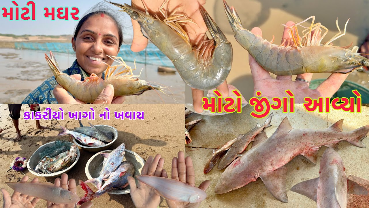 કાકરીયો ખાગો ખાવા થી ઓપરેશન ના ટાંકા ઓગળી જાય 💉 bigg size jingo 🦐 dariyai khedut