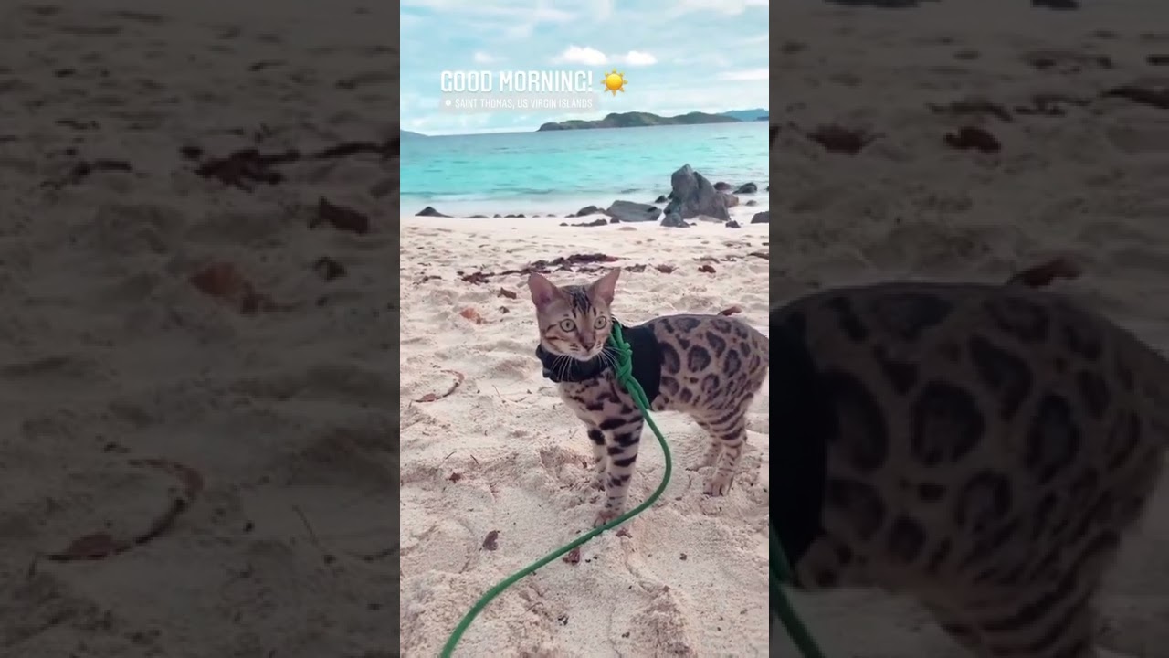 2 Years of Adventuring with a Bengal Cat