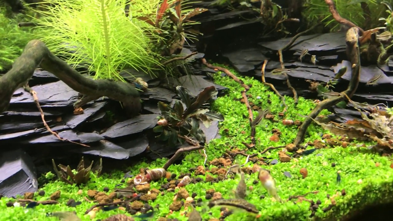 CORYDORAS PYGMAEUS SCHOOL FEEDING