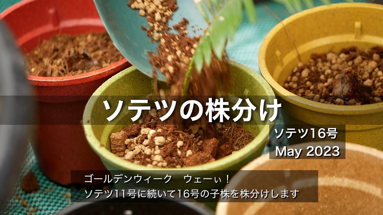 ソテツの株分け（16号）